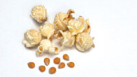 Popcornmais Premium PLUS Mais der Klassiker des Popcorn Mais Kinopopcorn 22,68 Kg Sack XXL 1:46 Popvolumen Top Angebot